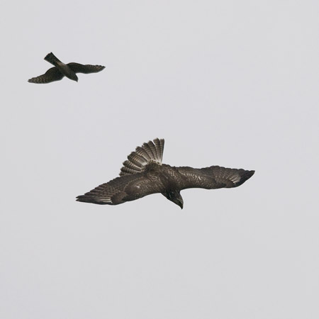 Hiirihaukka, Common Buzzard, Buteo buteo